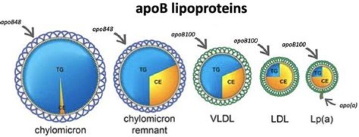What is apolipoprotein A1 and B?