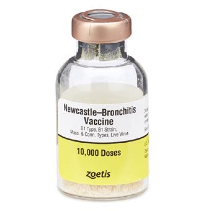 What is b1b1 vaccine?