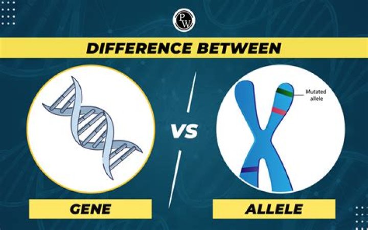 What is the difference between Senilife and Senilife XL?