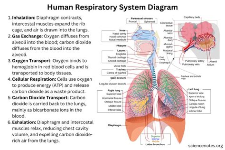 What is the function of trachea in respiratory system?