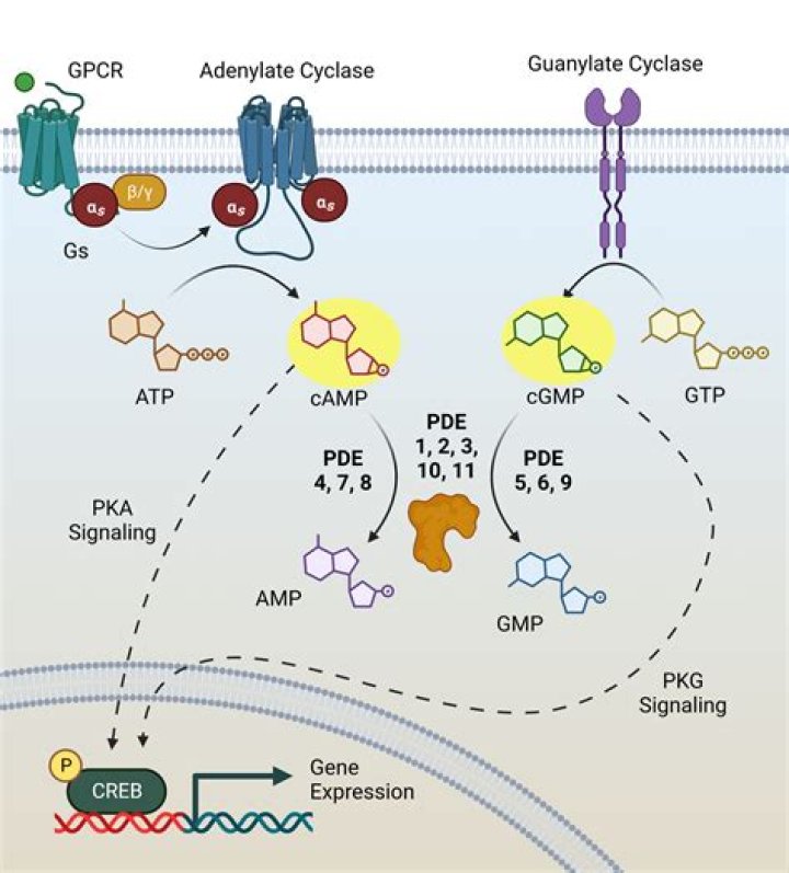 What is the meaning of phosphodiesterase?