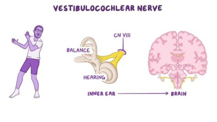 What nerve carries equilibrium information?