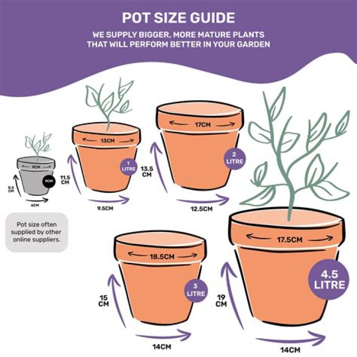 What size pot should English ivy be in?