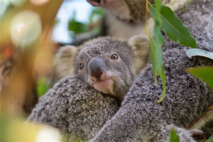 Where can I cuddle a koala in Perth?