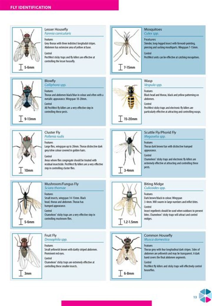 Which flies bite in the UK?
