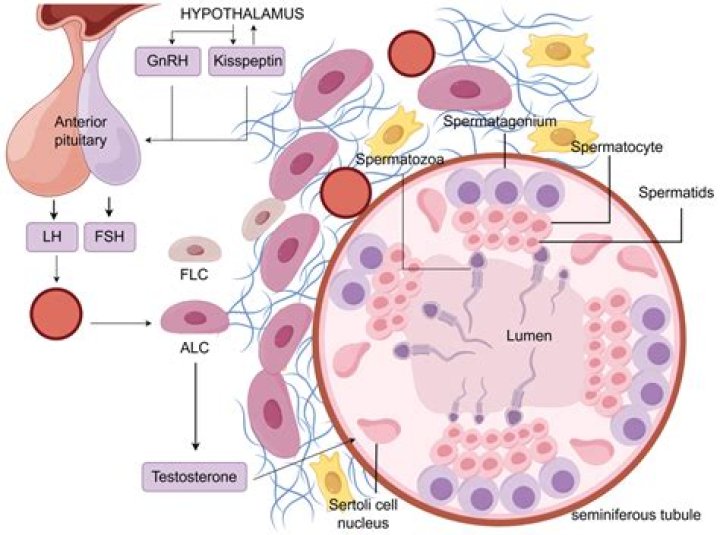 Which hormone is secreted by interstitial cells?