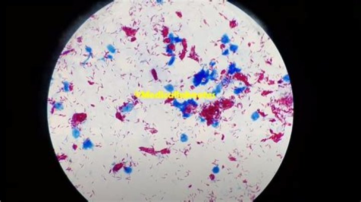Who invented leprosy bacillus?
