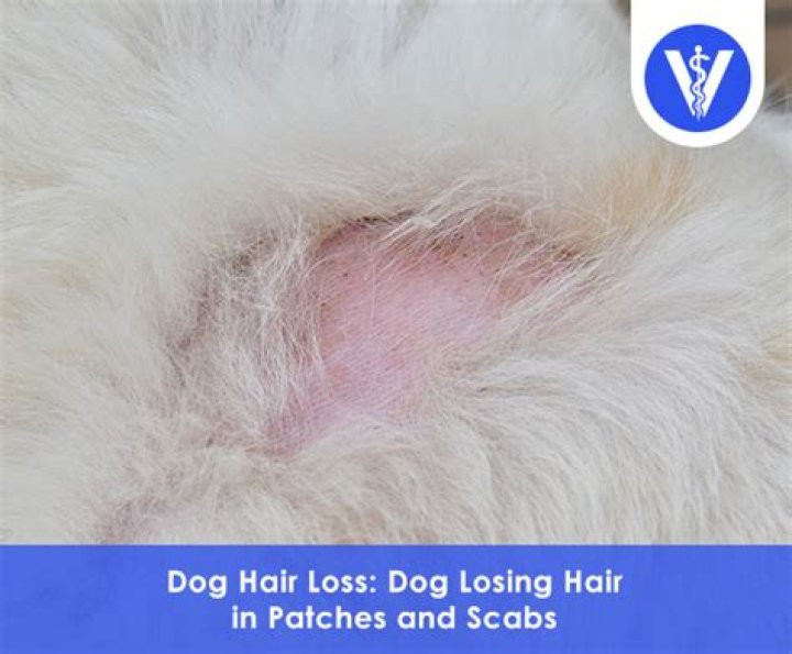 Why does my dog have scabs and losing hair?