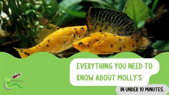 Why does my molly fish have a swollen eye?