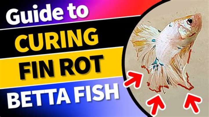 Will Betta ventral fins grow back?
